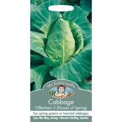 Mr. Fothergill's Cabbage Offenham 2 Flower Of Spring (Brassica Oleracea Capitata) Seeds