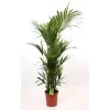 None Kentia 27cm House Plant