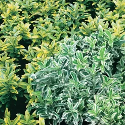 Euonymus Japonicus (Large Leaf) Mix 13cm