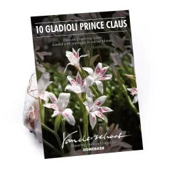 None Cornus Mix - 17cm - Summer Bloom Bulbs