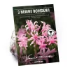 None Nerine Bowdenii - Summer Bloom Bulbs