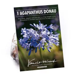None Agapanthus Donau