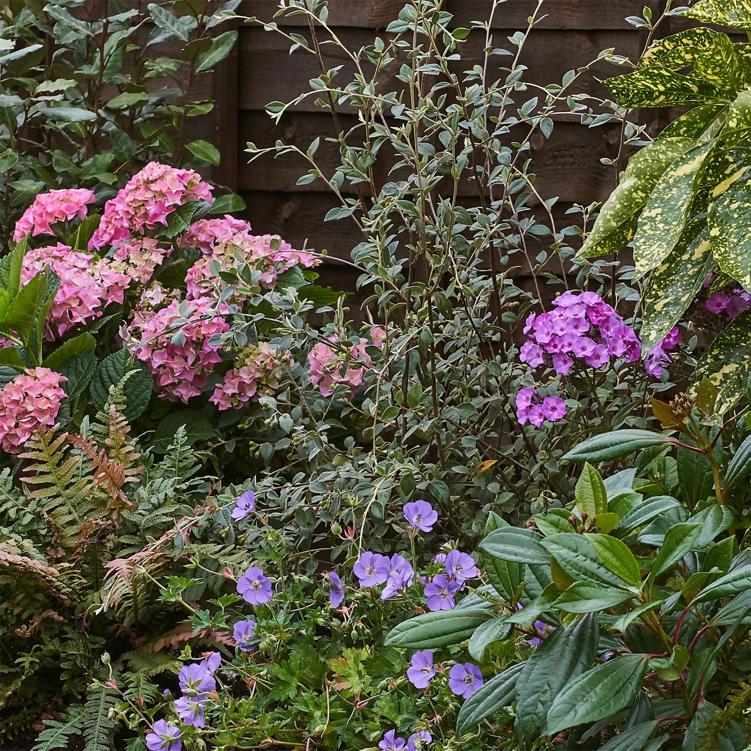 Shady Border Collection - 10m X 90cm - Image 5