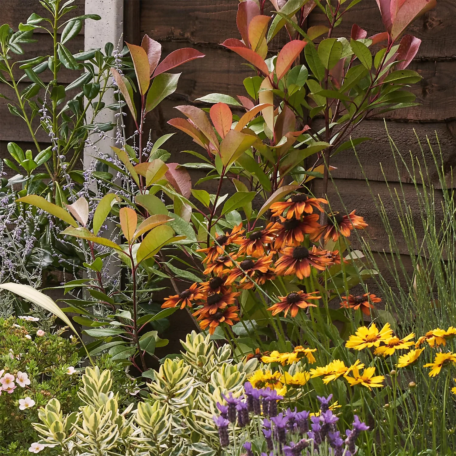 Mediterranean Border Collection - 5m X 60cm - Image 6