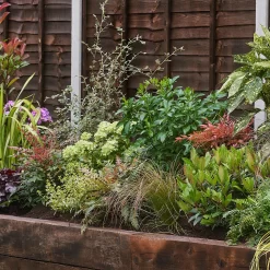 Evergreen Border Collection - 3m X 60cm