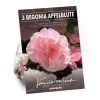 None Begonia - Wummi Apfelblute - Summer Bloom Bulbs