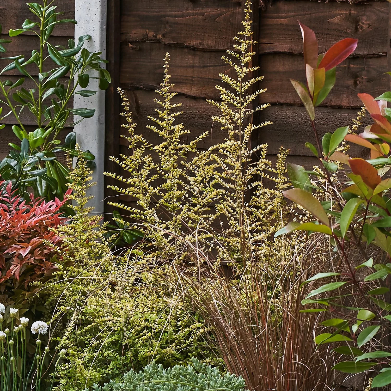 Garden On A Roll Eco Border - 6m X 90cm - Image 6