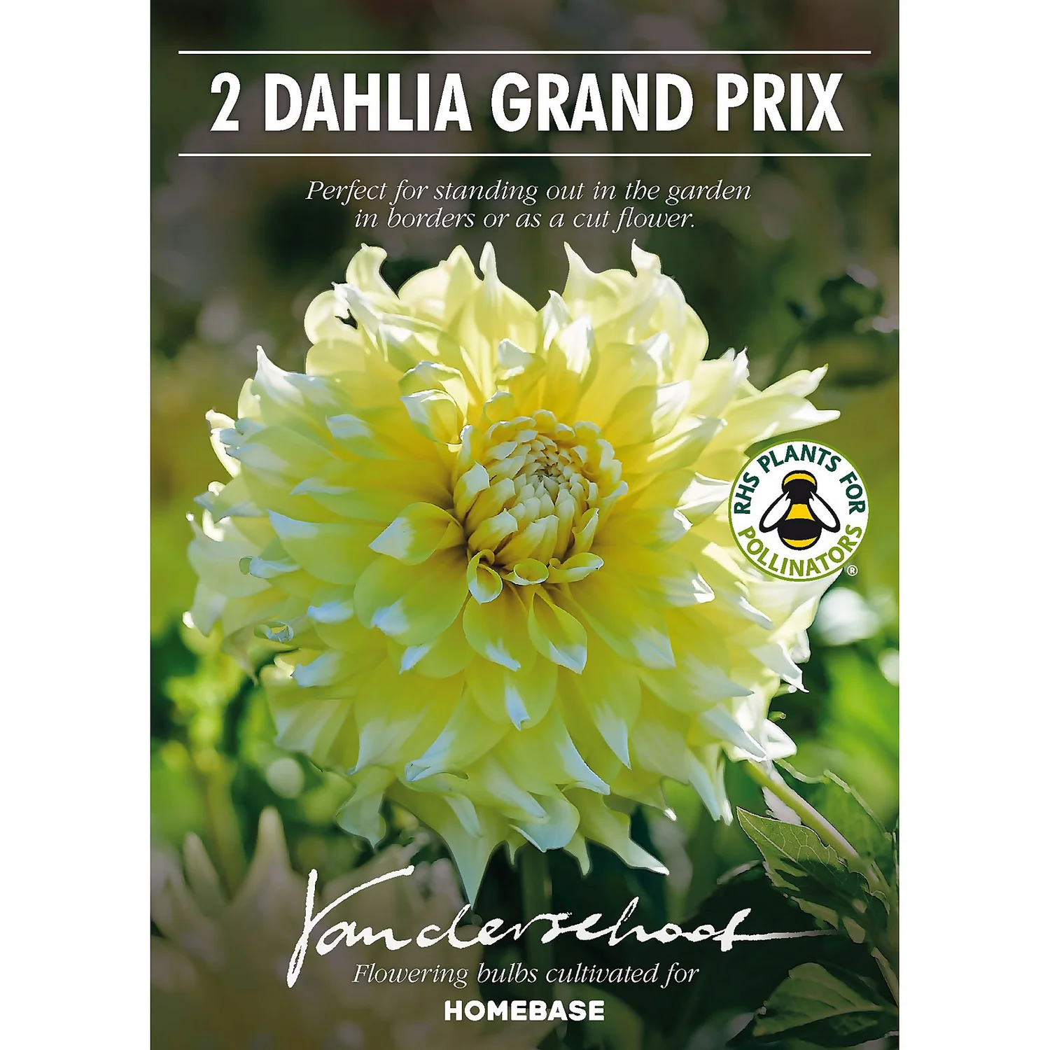 None Decorative Dahlia Grand Prix Flower Bulbs - Image 2