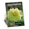 None Decorative Dahlia Grand Prix Flower Bulbs