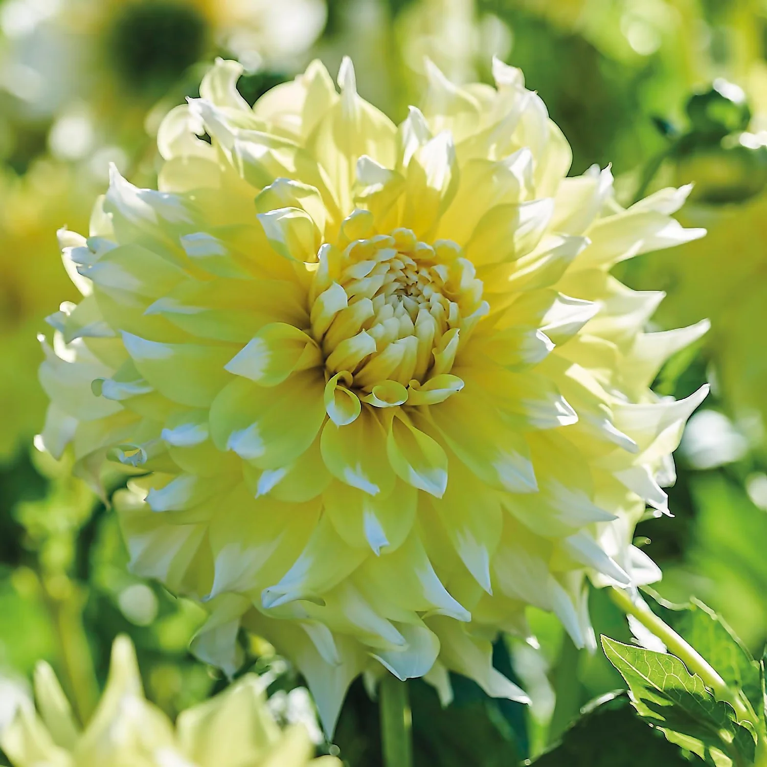None Decorative Dahlia Grand Prix Flower Bulbs - Image 3
