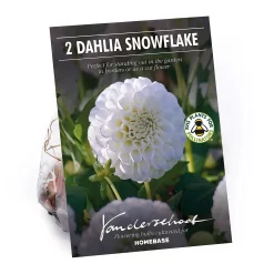 None Pompon Dahlia Snowflake Flower Bulbs