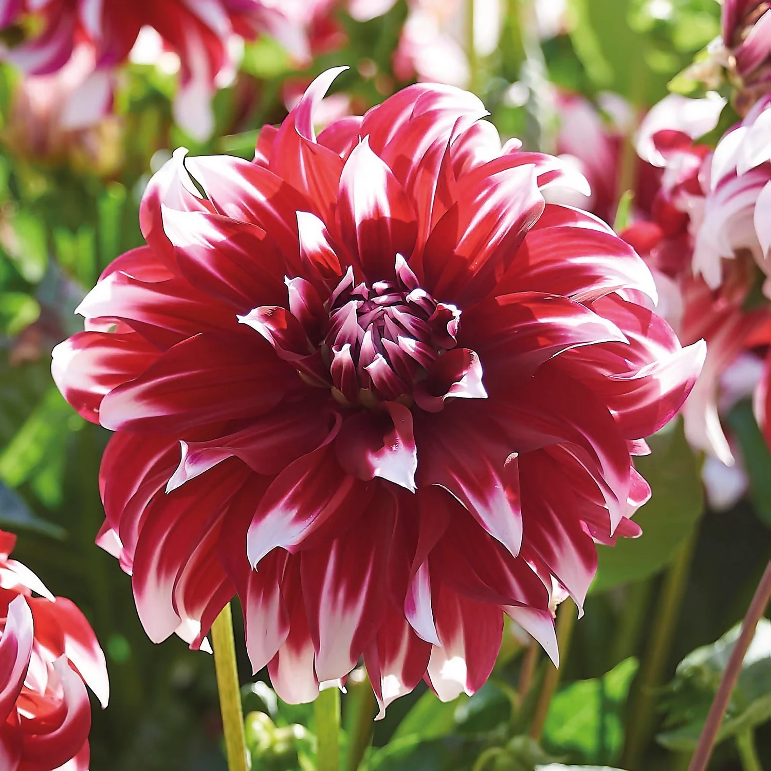None Dinnerplate Dahlia Xfactor Flower Bulbs - Image 3