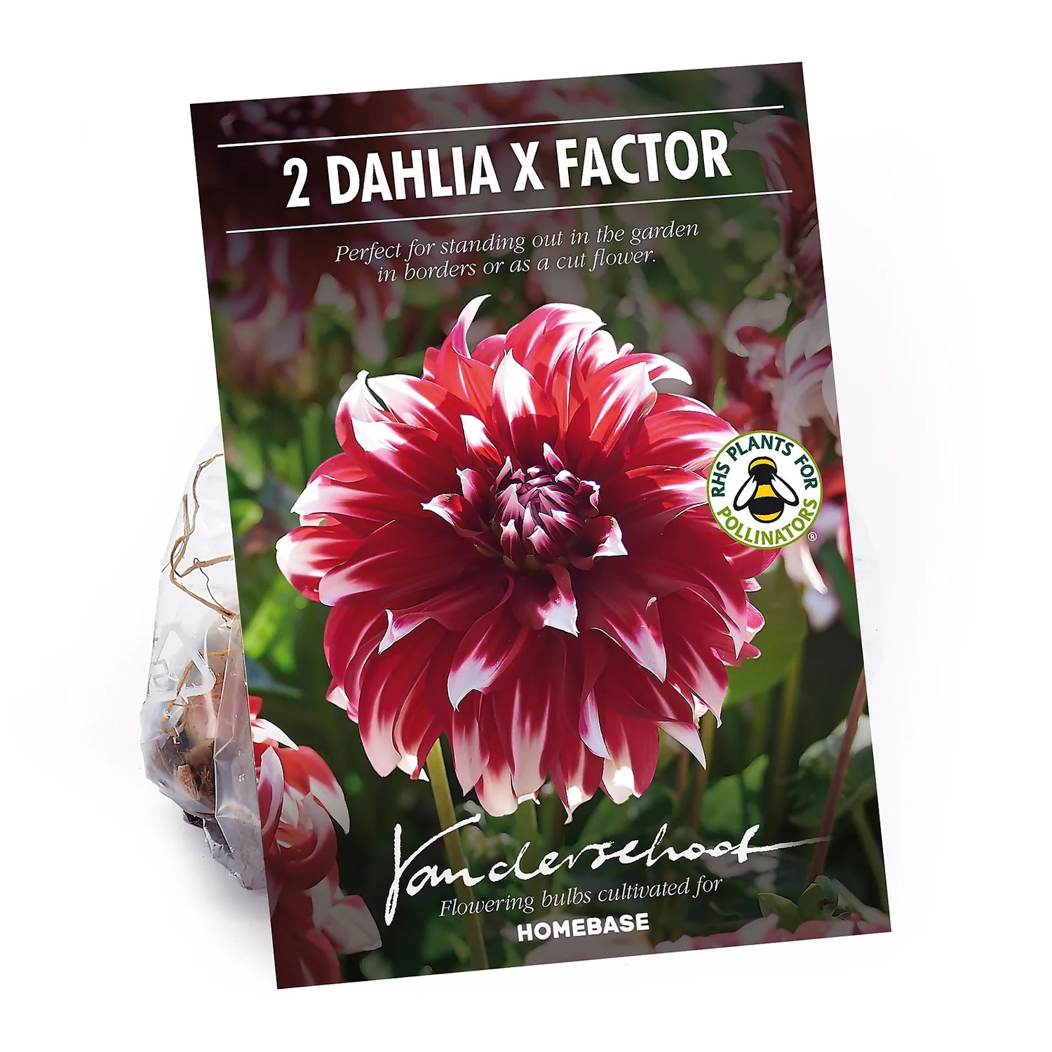 None Dinnerplate Dahlia Xfactor Flower Bulbs