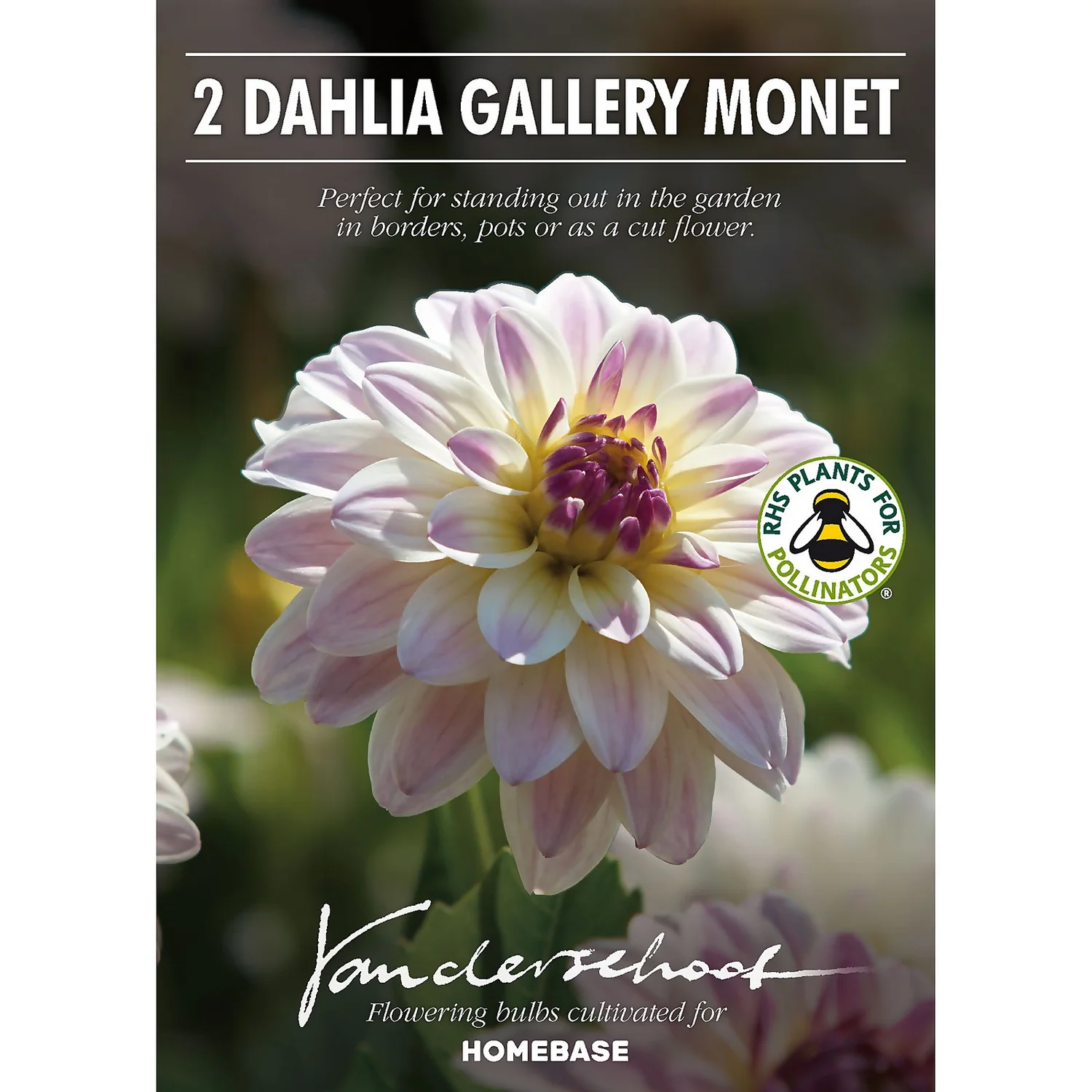 None Dinnerplate Dahlia Kiev Flower Bulbs - Image 2