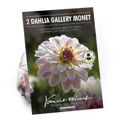 None Dinnerplate Dahlia Kiev Flower Bulbs