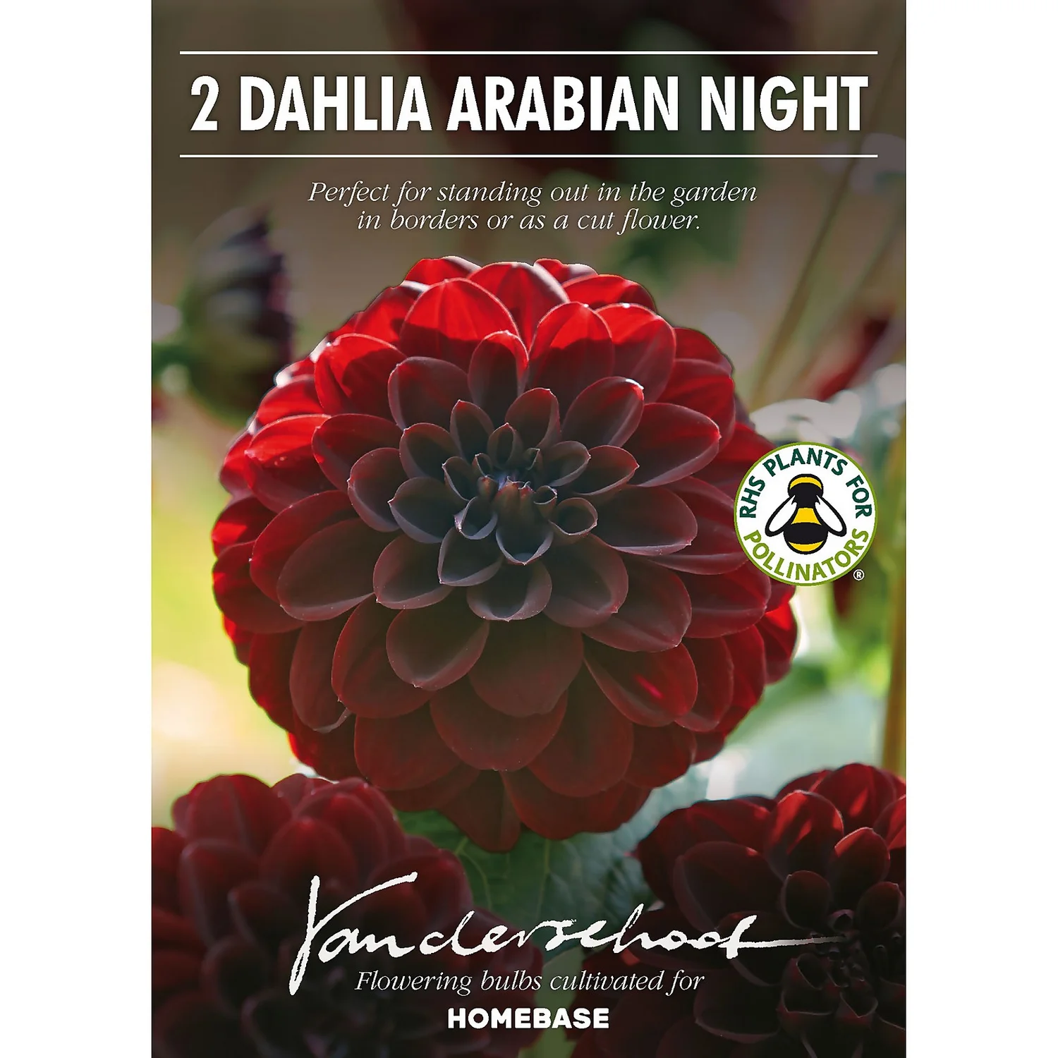 None Decorative Dahlia Arabian Night - Image 2
