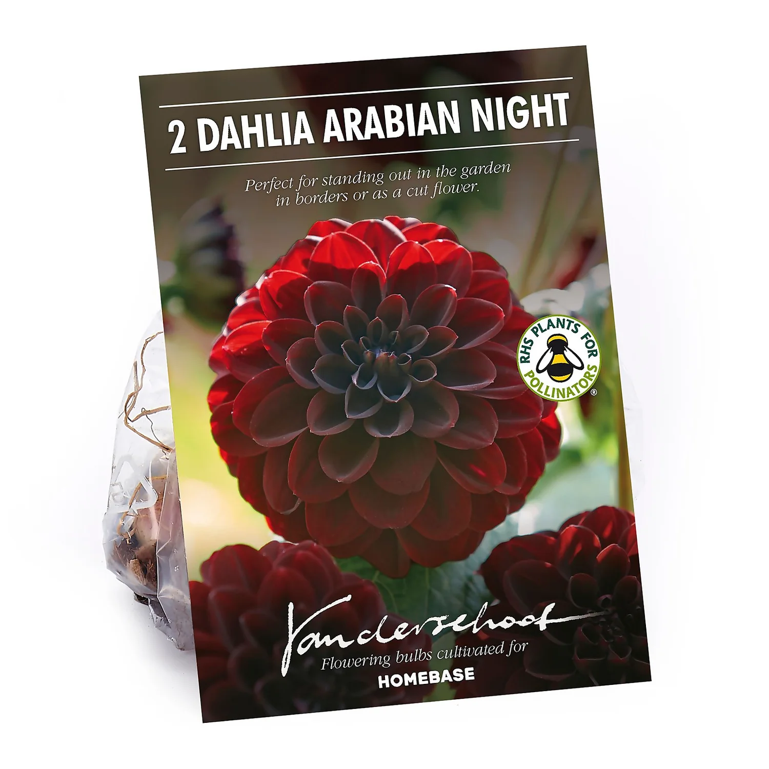 None Decorative Dahlia Arabian Night