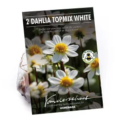 None Dahlia Single Topmix White Flower Bulbs