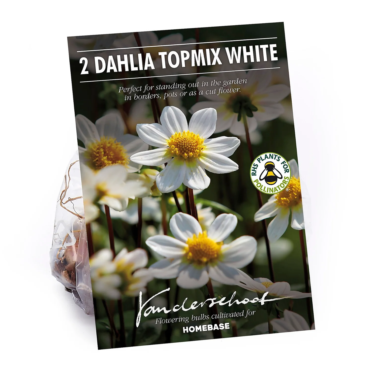 None Dahlia Single Topmix White Flower Bulbs