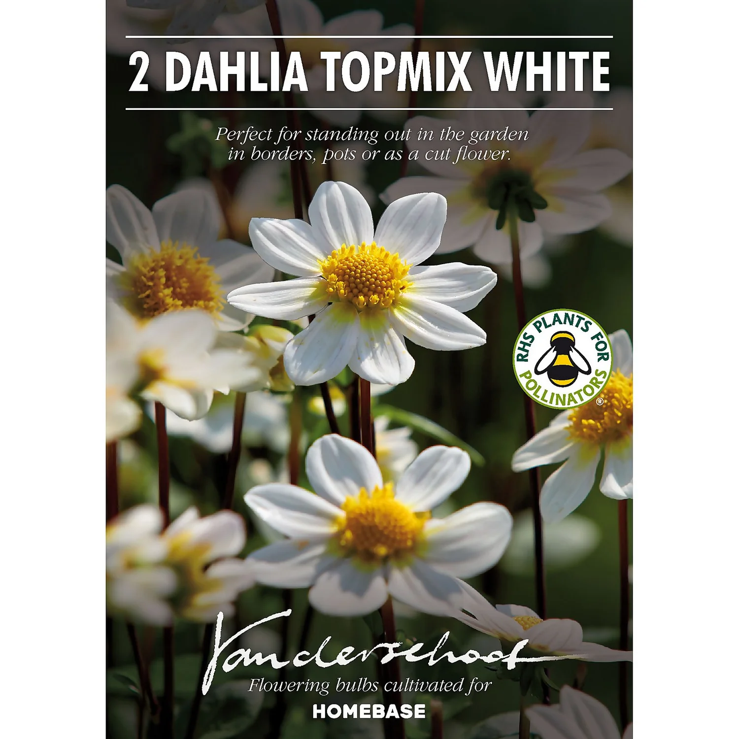 None Dahlia Single Topmix White Flower Bulbs - Image 2