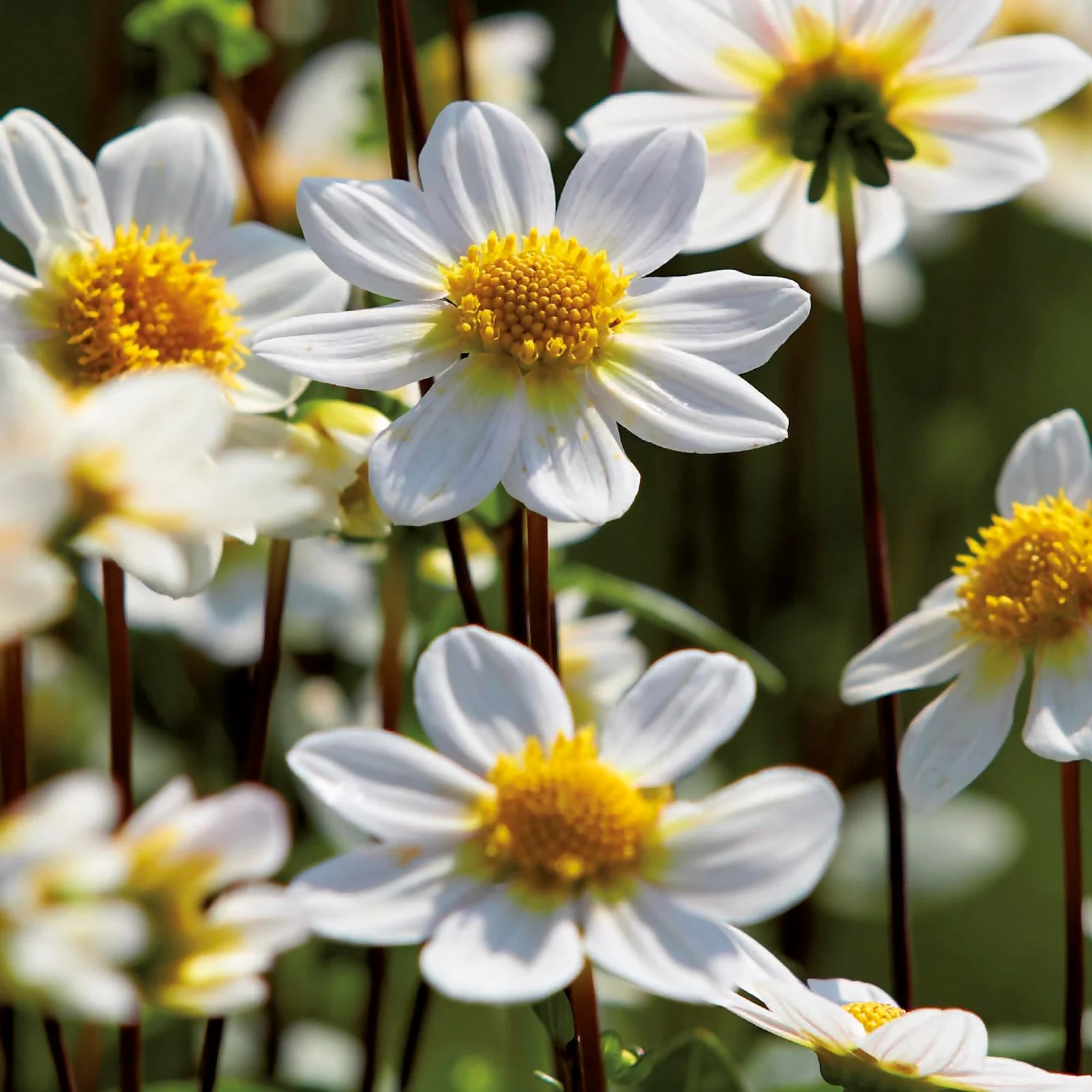 None Dahlia Single Topmix White Flower Bulbs - Image 3