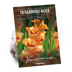 None Small Flowering Gladioli Alice
