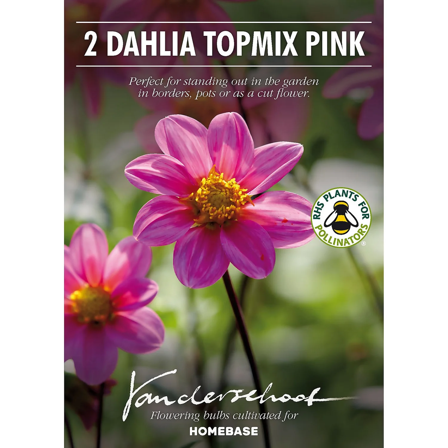 None Dahlia Single Topmix Pink - Image 2