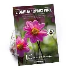 None Dahlia Single Topmix Pink