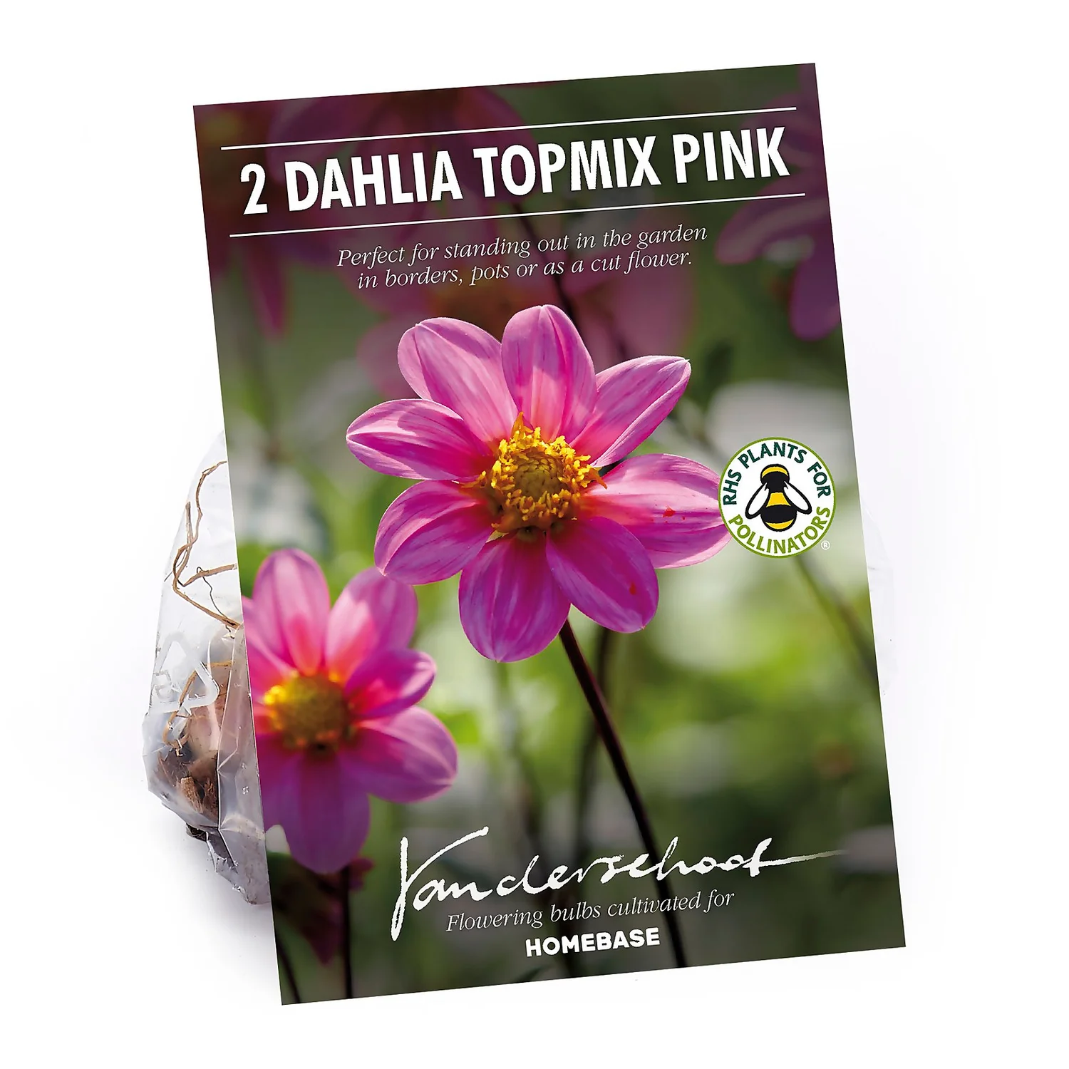 None Dahlia Single Topmix Pink