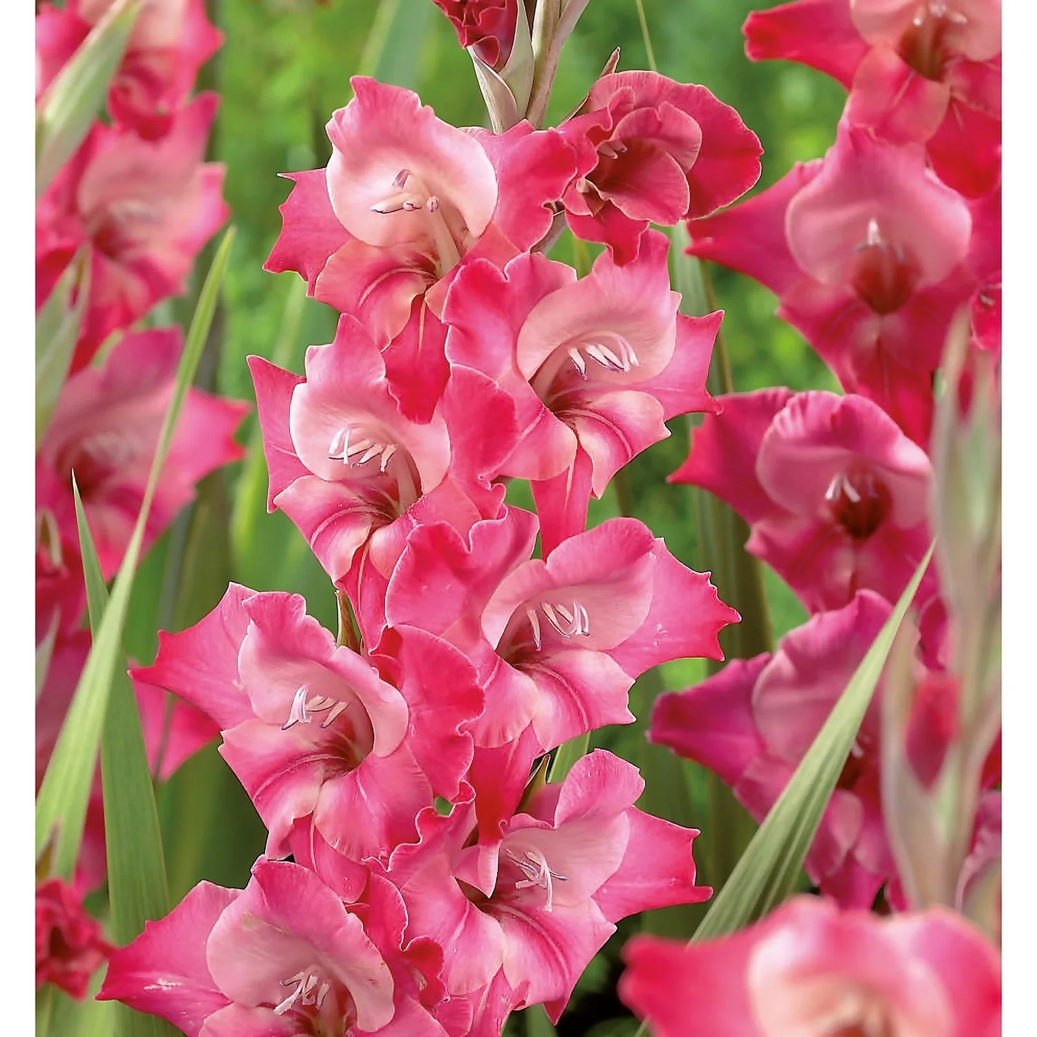 None Large Flowering Gladioli Fado Flower Bulbs - Image 3