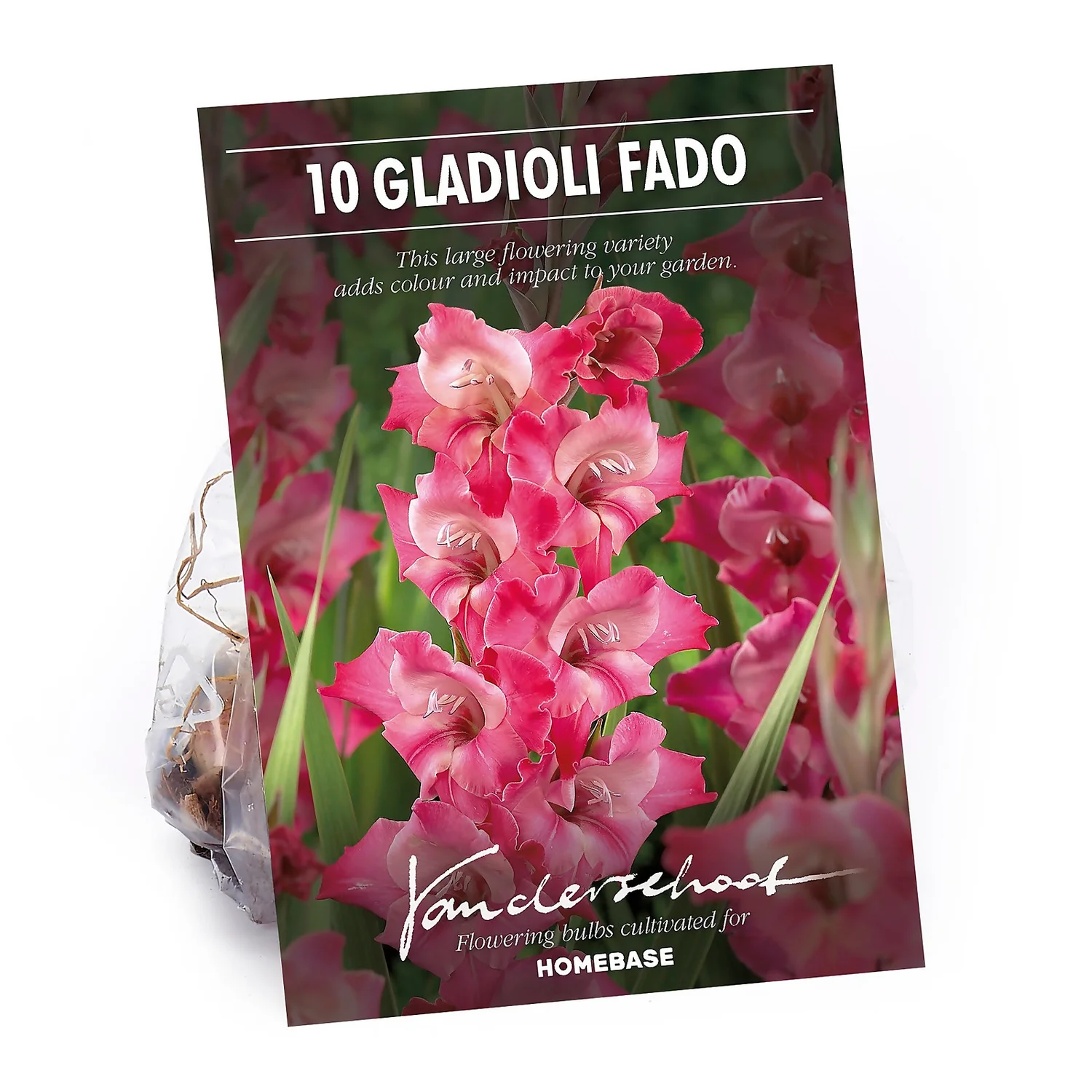 None Large Flowering Gladioli Fado Flower Bulbs