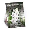 None Large Flowering Gladioli Home Coming