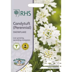 RHS Candytuft Snowflake