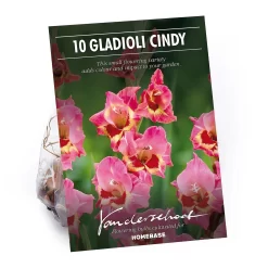 Large Flowering Gladioli Candy