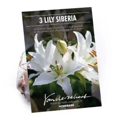 Oriental Lily Siberia