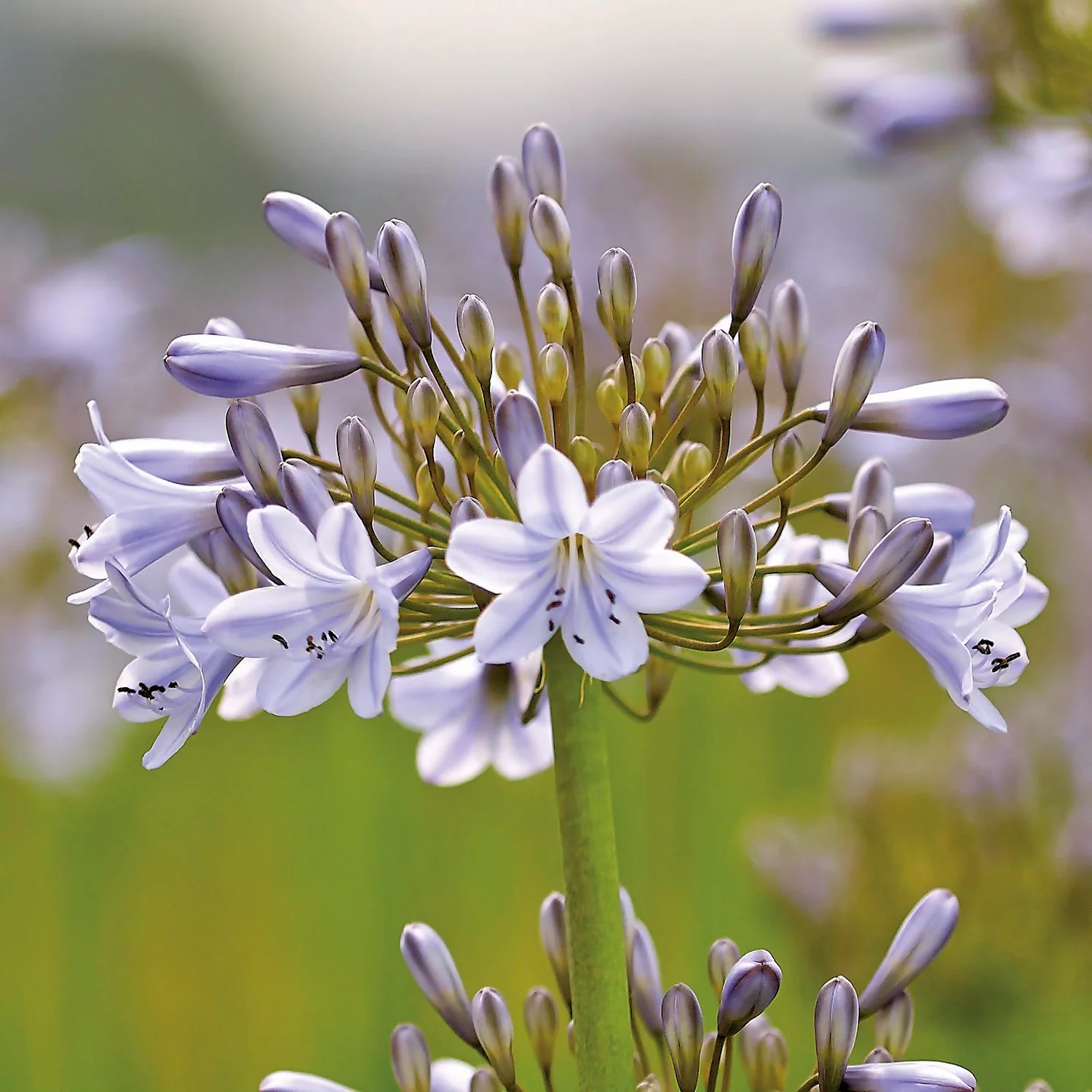 Agapanthus Silver Arrow - Image 3
