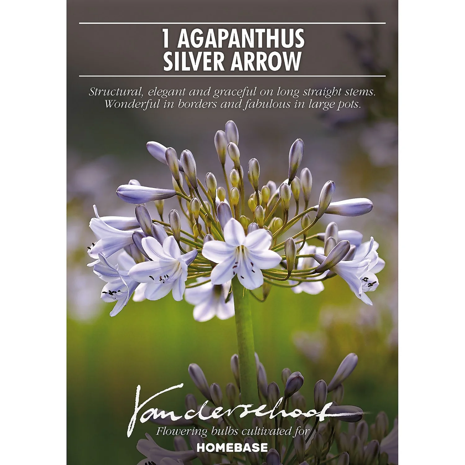 Agapanthus Silver Arrow - Image 2