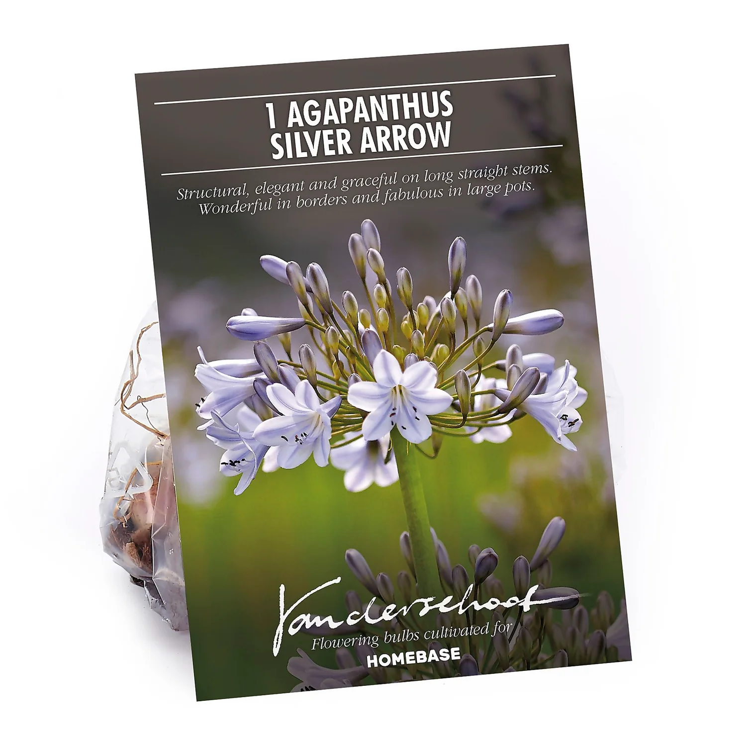 Agapanthus Silver Arrow