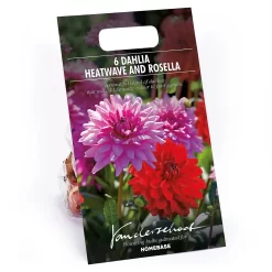 None Dahlias Garden Wonder Rosella