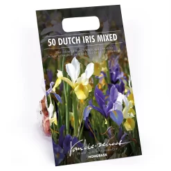 None Dutch Iris Mixed