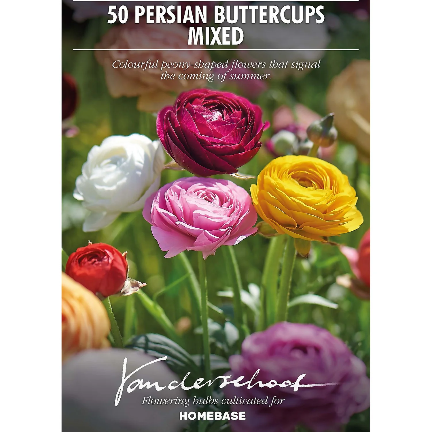 None Ranunculus Mixed - Image 2