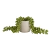 House Beautiful String Of Pearls In Ceramic Pot