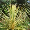 None Cordyline Dazzler 10L
