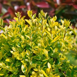 Ligustrum Ovalifolium 10L