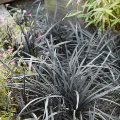 None Ophiopogon Nigrescens 14cm