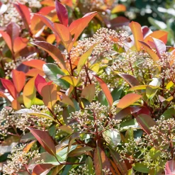Photinia X Fraseri Red Robin 17cm