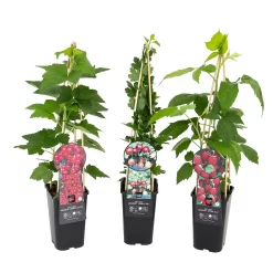 Soft Fruit Plant Mix 1.5L