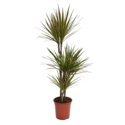 None Dracaena Marginata Mix (Dragon Tree) 60 -30 -15 - Pot Size 21cm