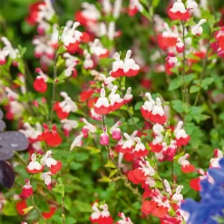 Salvia Lips Collection 2L