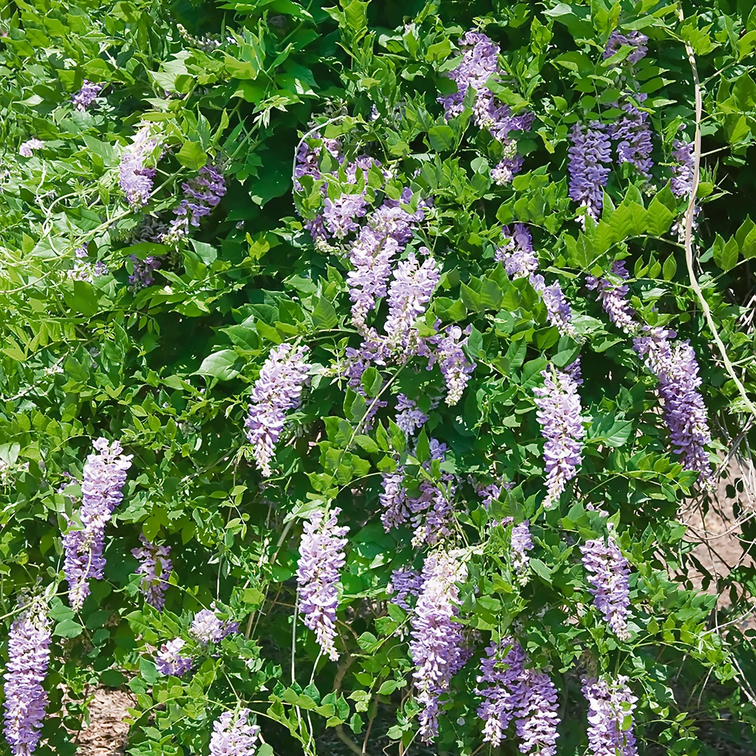 Wisteria Frutescens Amethyst Falls 19cm Trellis - Image 2
